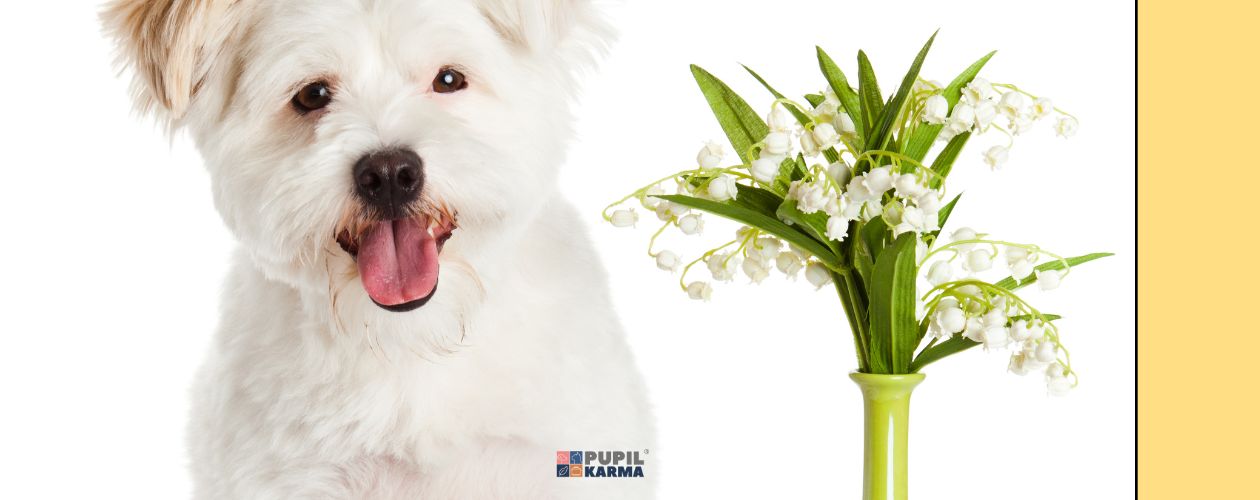 Chroń psa przed kwiatami w wazonie. Zdjęcie na białym tle białego psa - zbliżenie i zielonego wąskiego wazonu z konwaliami. Po prawej stronie żółty pas i na dole logo pupilkarma. 